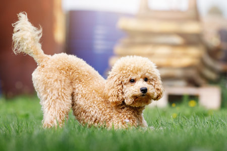 A cute little peach colour poodle is playfully playing in the backyard of a private house on the grass.の写真素材