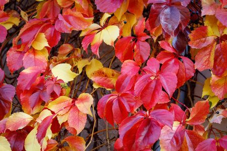 Bright red-burgundy leaves of wild grapes on a sunny autumn day.の写真素材