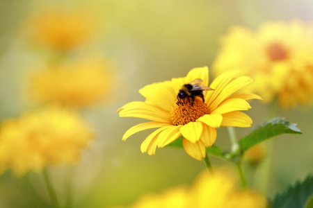 Echinacea paradoxa or yellow coneflower medicinal herb, blooming flower close up, colorful and vivid plant, natural background. Bee collecting honey on echinacea.の写真素材