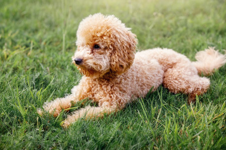 Apricot puppy, small poodle dog posing in front of camera. Small dog in cute pose laying on the grass background and resting.の写真素材