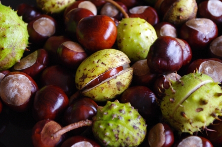 Horse chestnut conker fruits and casesの写真素材