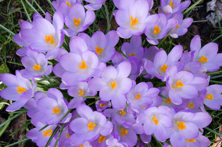 Purple crocus flowers, radiating effect
