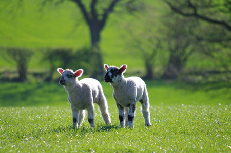 Two lambs in fieldの写真素材
