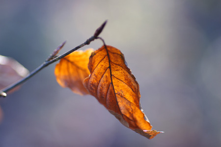 Golden leafの写真素材
