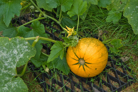 Ripe yellow pumpkin growing on vineの写真素材