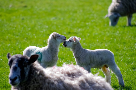 Two young lambs greeting in center with mothers at edge of frame.の写真素材