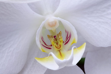 Close up of centre of white moth orchid, Phalaenopsisの写真素材