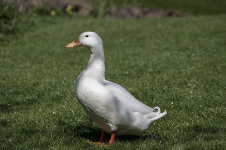 Aylesbuty duckの写真素材