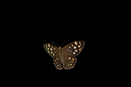 Speckled wood on blackの写真素材