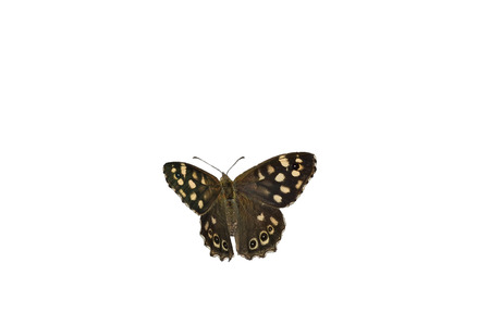 Speckled wood butterfly on whiteの写真素材
