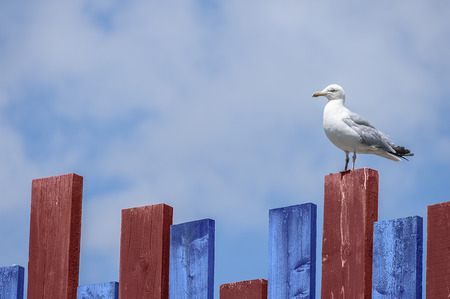 Herring gull watching from blue and red fence.の写真素材