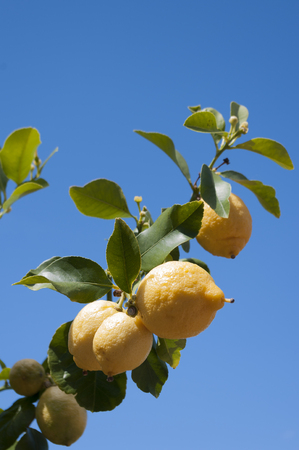 Lemons growing on branch against blue sky. Vertical. Lemons growing on branch against blue sky. Vertical.