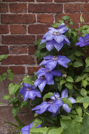 Purple clematis on brick wall.の写真素材