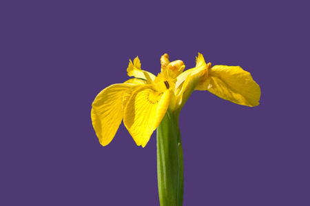 Iris pseudacorus or yellow flag iris, Europe's wild iris of the waterside.の写真素材