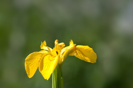 Iris pseudacorus or yellow flag iris, Europe's wild iris of the waterside.