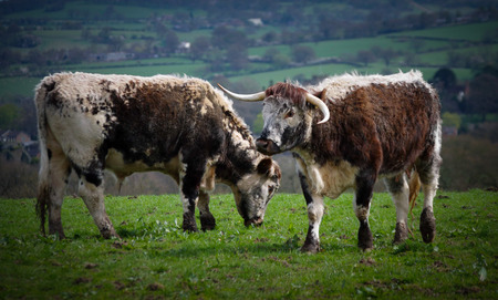 Two English Longhorn cattle in field.の写真素材