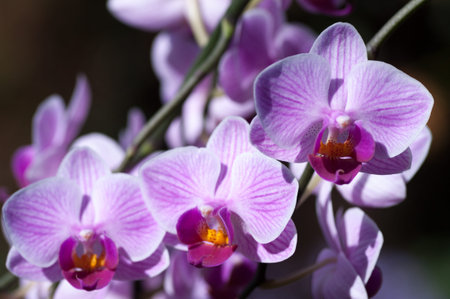 Three pink veined moth orchids Phalaenopsis on the diagonal with focus on top one.