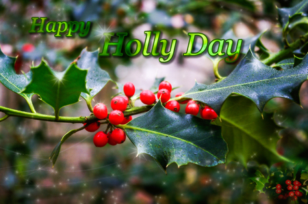 Christmas greetings card design with holly and berries and wording HAPPY HOLLY DAY.の写真素材