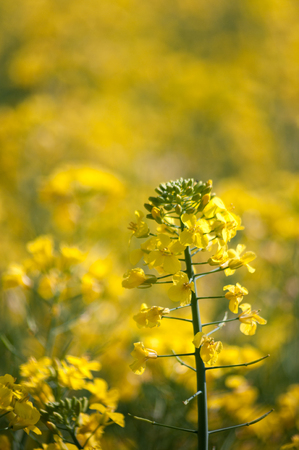 Yellow flowerhead of oilseed rape with rape field as blurred bokeh beyond.の写真素材