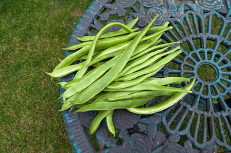 Freshly picked Scarlet Emperor runner beans on garden table outdoors. With negative space for copy.