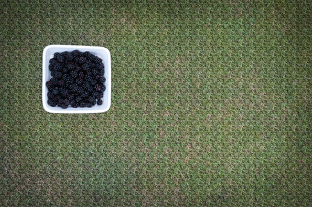 Blackberries in a square white bowl on textured background derived from grass. Space for copy.