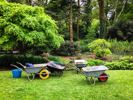 Five wheelbarrows standing ready for use on a garden lawn.