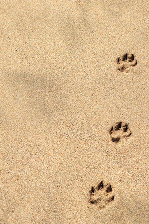 Three dog paw prints in the sand. background.の写真素材