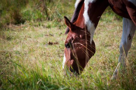Skewbald horse eating grass in filed outdoors. Close shot of head. Sunny summer day.の写真素材