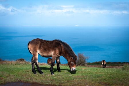 Wild Exmoor ponies above Porlock Bay in Somerset.の写真素材