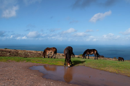 Wild Exmoor ponies above Porlock Bay in Somerset.