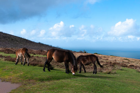 Wild Exmoor ponies above Porlock Bay in Somerset.の写真素材