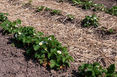 Strawberries growing in garden bed, in flower, with straw mulch.の写真素材