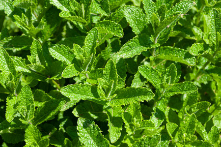 Fresh tips pf mint plants making a natural background.