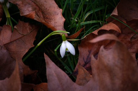 Close up of snowdrops growing among fallen leaves in a churchyard in late winter. Scientific name Galanthus nivalis.の写真素材