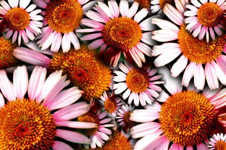 Floral background of herbal remedy - Purple Cone Flower (Echinacea)の写真素材