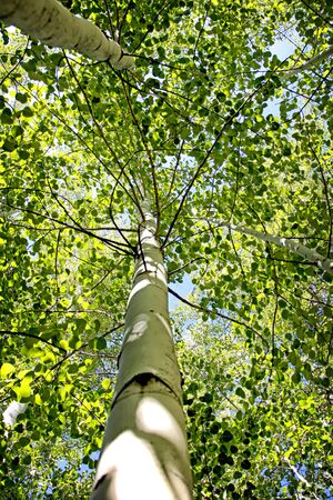 A forest of Aspen trees provides shade on a sunny, late summer afternoon in the beautiful Colorado Rocky Mountains (USA).の写真素材