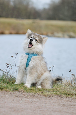Portrait of a Finnish Lapphund puppy dog