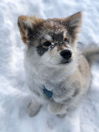 Portrait of a young puppy Finnish Lapphund dog in winter seasonの写真素材