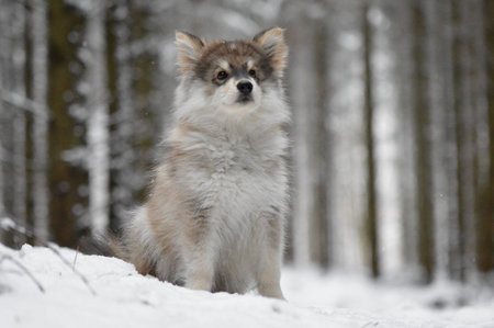 Portrait of a young puppy Finnish Lapphund dog in winter season