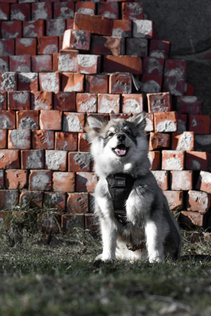 Portrait of a young puppy Finnish Lapphund dog in front of bricksのeditorial素材