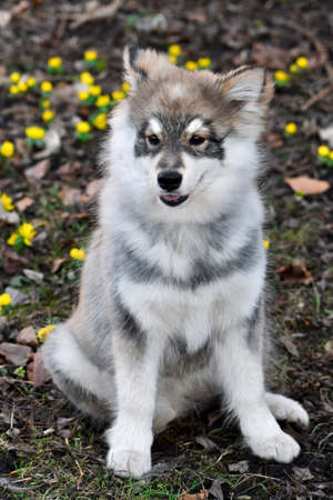 Portrait of a young puppy Finnish Lapphund dog in spring seasonの写真素材