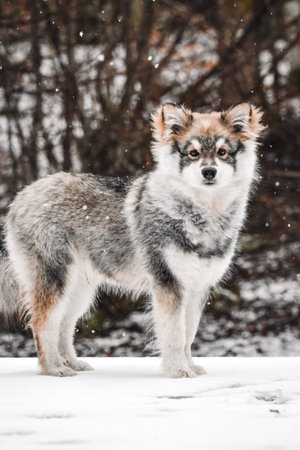 Portrait of a young puppy Finnish Lapphund dog during winter season