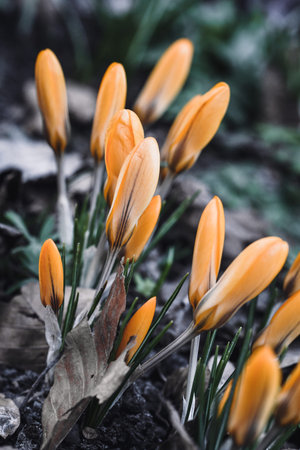 Closeup macro of yellow flowers in springの写真素材