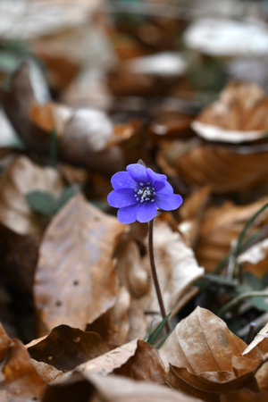 Closeup macro of blue anemone hepatica flower in spring
