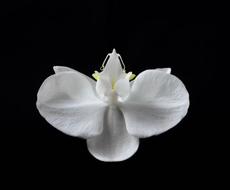 Photo of a white flower on black backgroundの写真素材