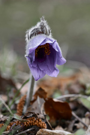 Closeup macro of a purple flower in spring