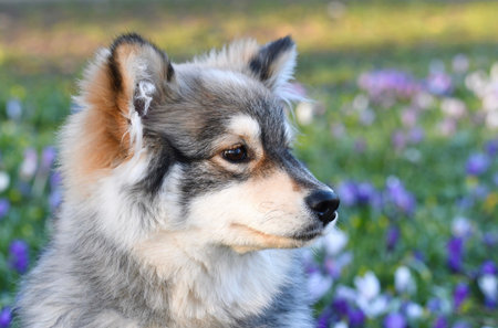 Portrait of a young puppy Finnish Lapphund sitting among flowers in spring