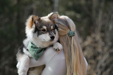 A blonde woman holding a Finnish Lapphund dog, they have matching fashion accessoriesの写真素材