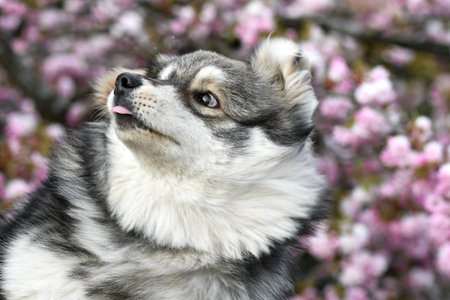 Portrait of a young puppy Finnish Lapphund dog in front of pink cherry blossom flowers in spring