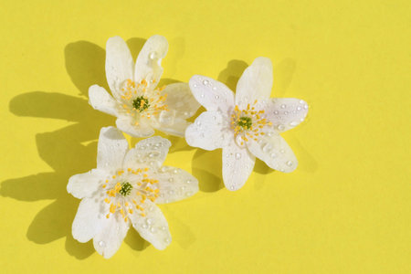 Overhead of white flowers with water drops on, yellow background